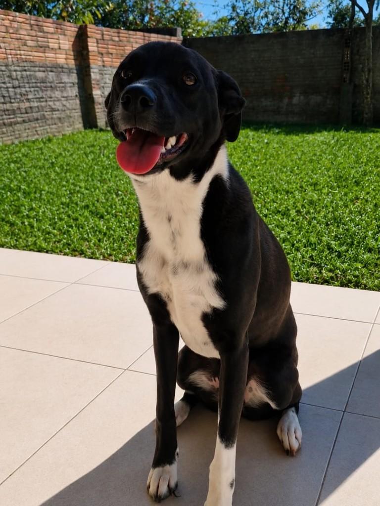 Safira, cadela de porte médio para adoção em Tramandaí - RS — foto 2 de 2