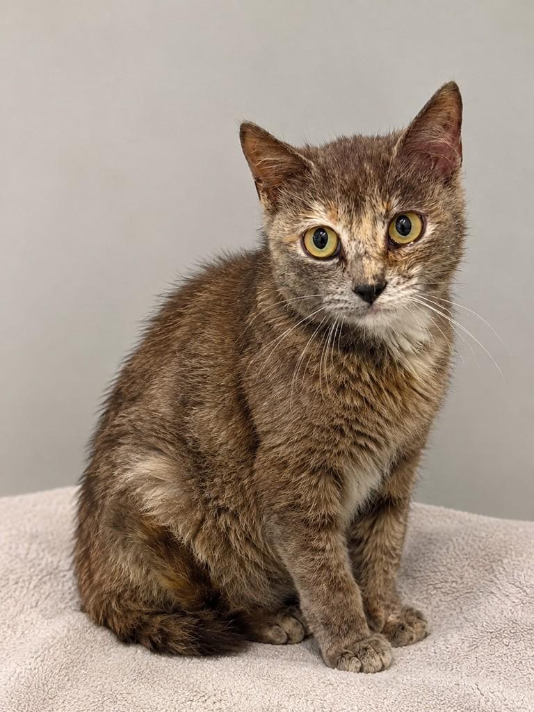 Fiona, gata de porte pequeno para adoção em Tramandaí - RS