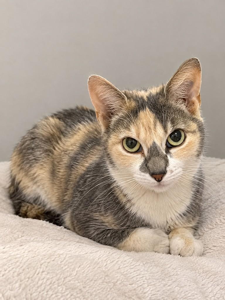 Vida, gata de porte pequeno para adoção em Tramandaí - RS