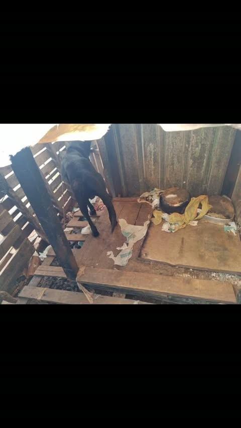 Pretinho, cachorro de porte pequeno para adoção em Joaçaba - SC