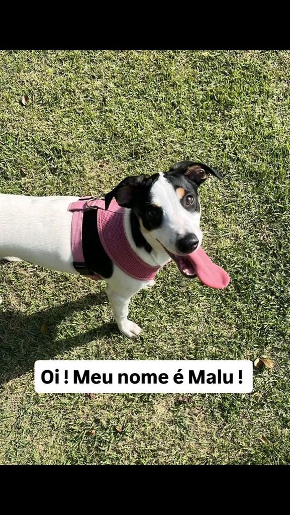 Malu, cachorro de porte médio para adoção em Rio de Janeiro - RJ