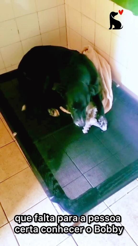 Bobby, cachorro de porte grande para adoção em Rio de Janeiro - RJ