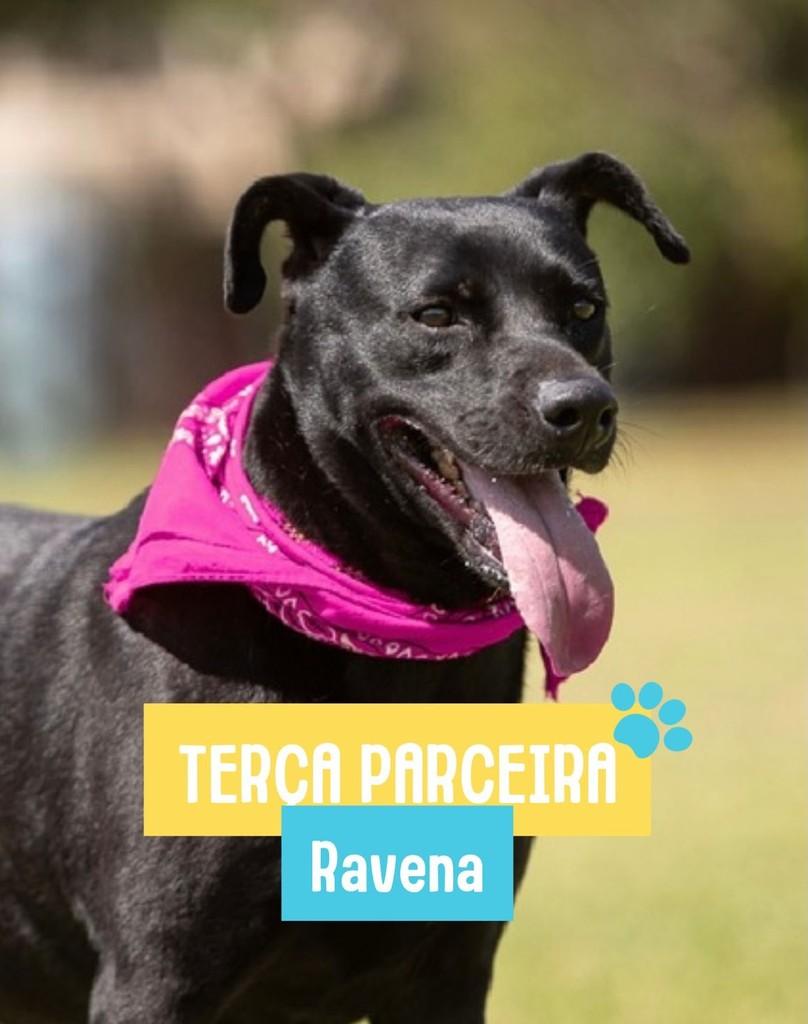 Ravena, cadela de porte médio para adoção em Rio de Janeiro - RJ