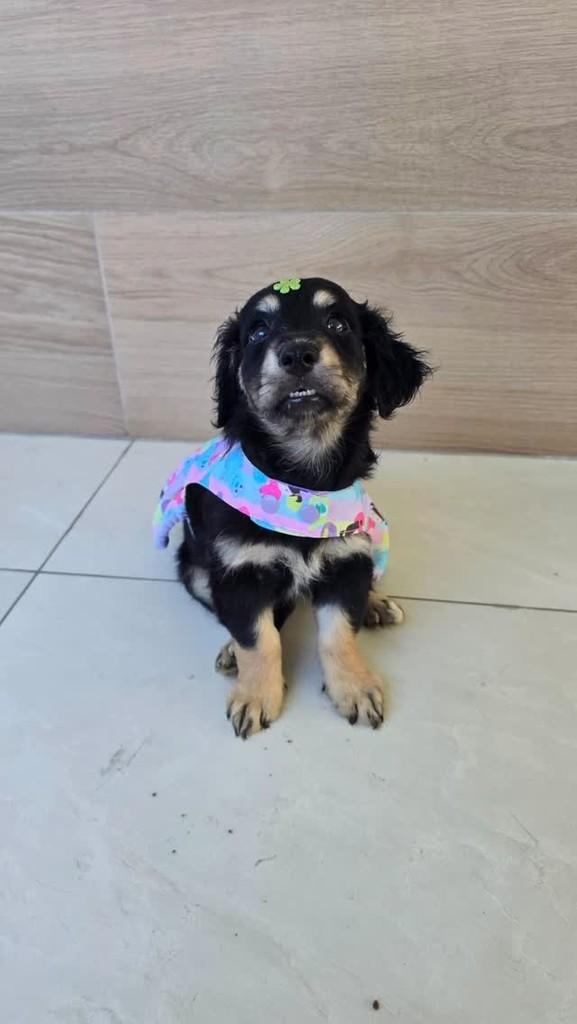 Vitória, cachorro de porte pequeno para adoção em Salvador - BA