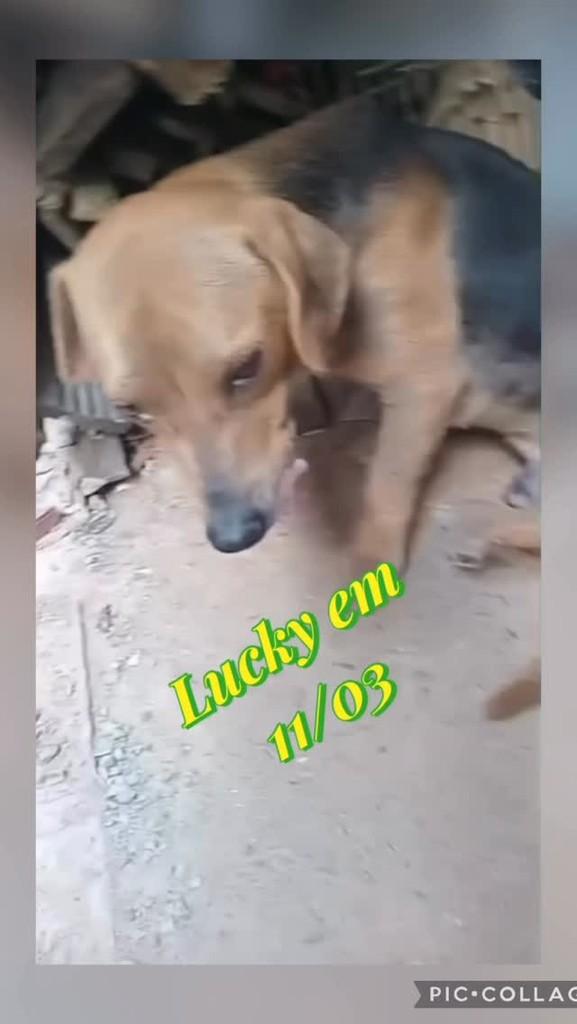 Lucky, cachorro de porte pequeno para adoção em Salvador - BA
