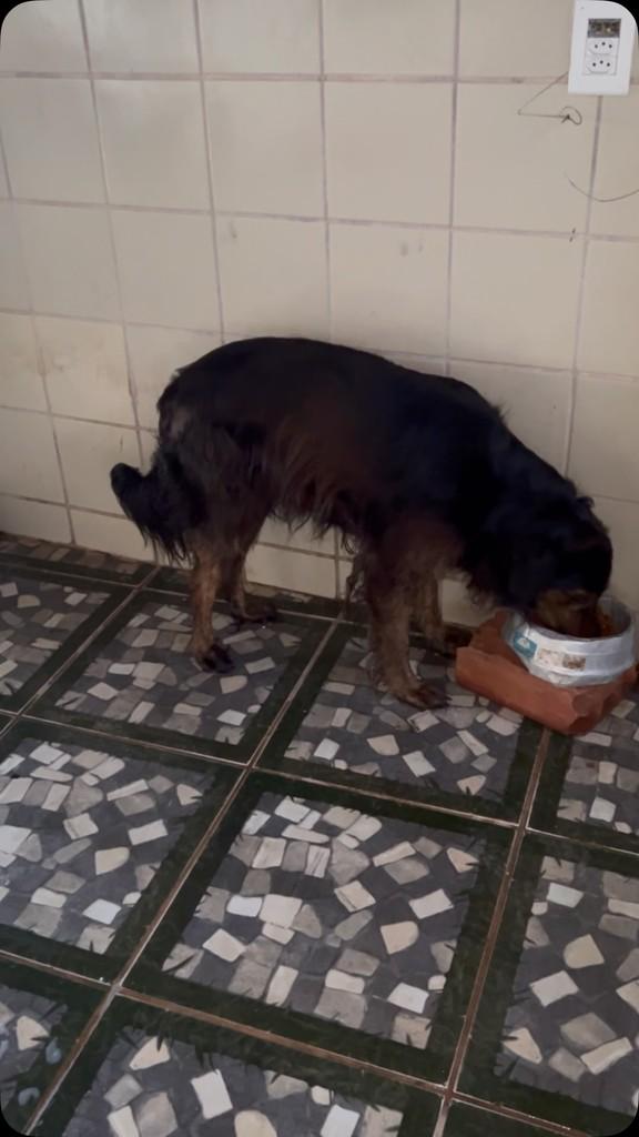 Snoopy, cachorro de porte médio para adoção em Salvador - BA