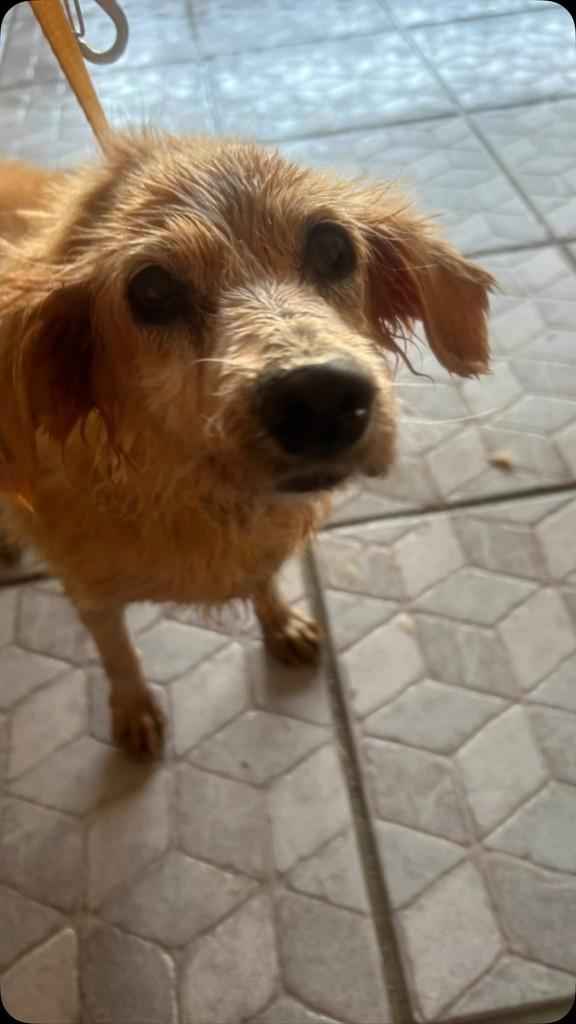 Monalisa, cachorro de porte pequeno para adoção em Salvador - BA