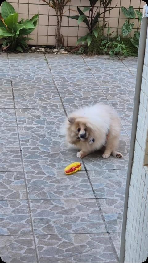 Ozzy, cachorro de porte pequeno para adoção em Salvador - BA