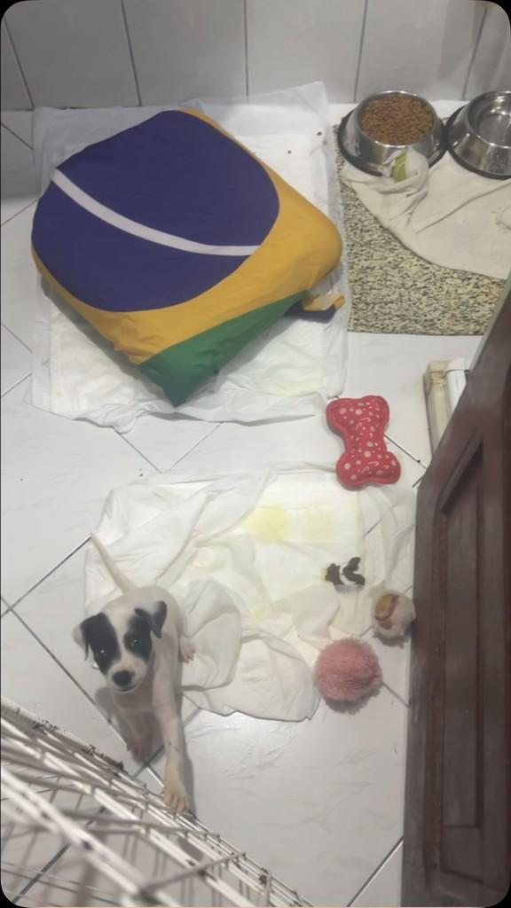 Serena, cadela de porte pequeno para adoção em Salvador - BA