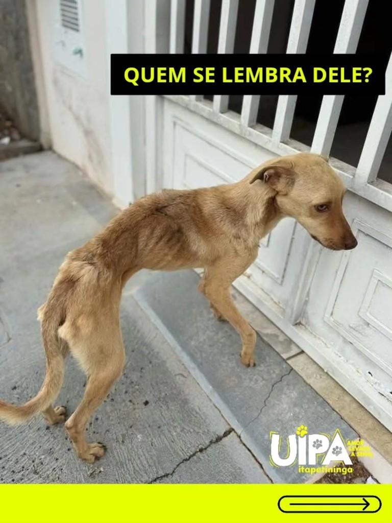 Plínio, cachorro de porte pequeno para adoção em Itapetininga - SP