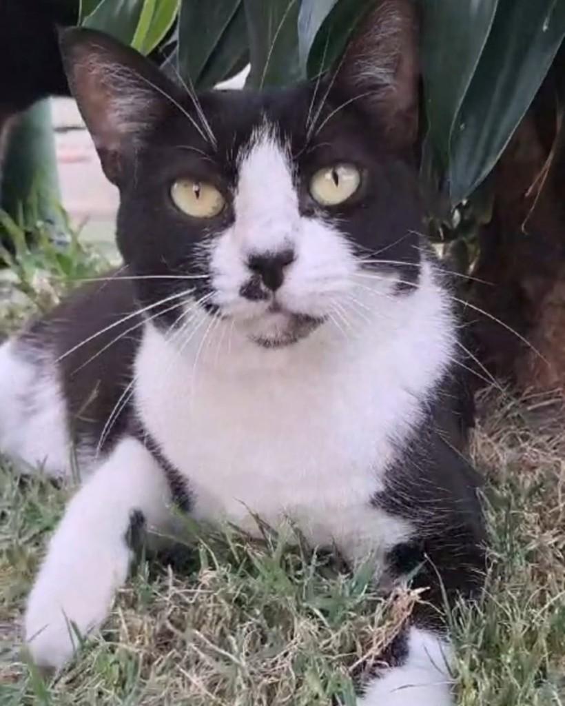 Flor, gato para adoção em Rio de Janeiro - RJ