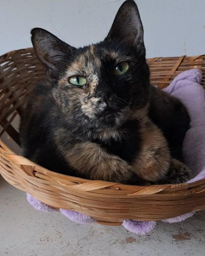 Raquel, gato de porte pequeno para adoção em Rio de Janeiro - RJ