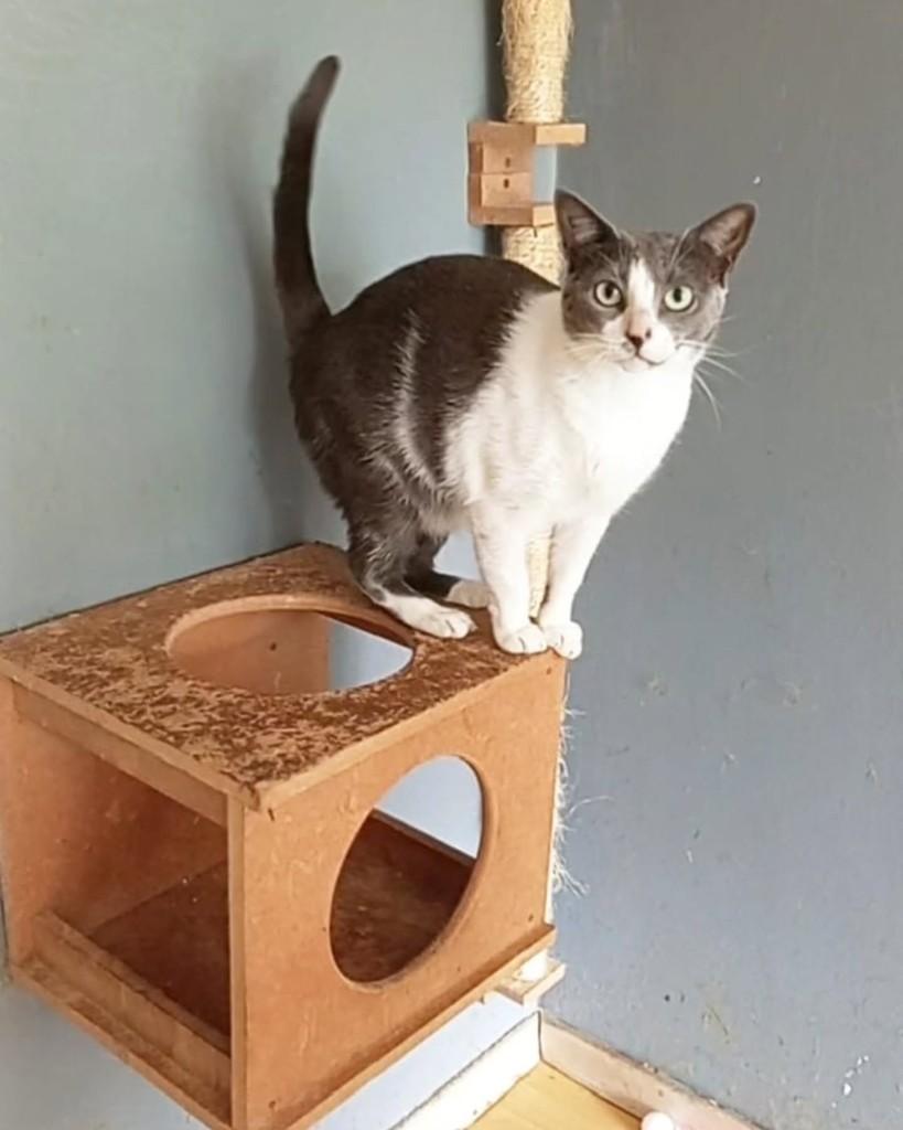 Luna, gata de porte médio para adoção em Rio de Janeiro - RJ