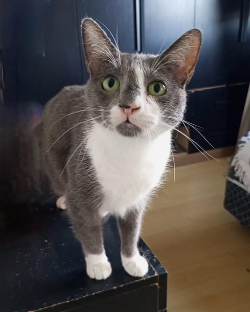 Sophie, gata para adoção em Rio de Janeiro - RJ