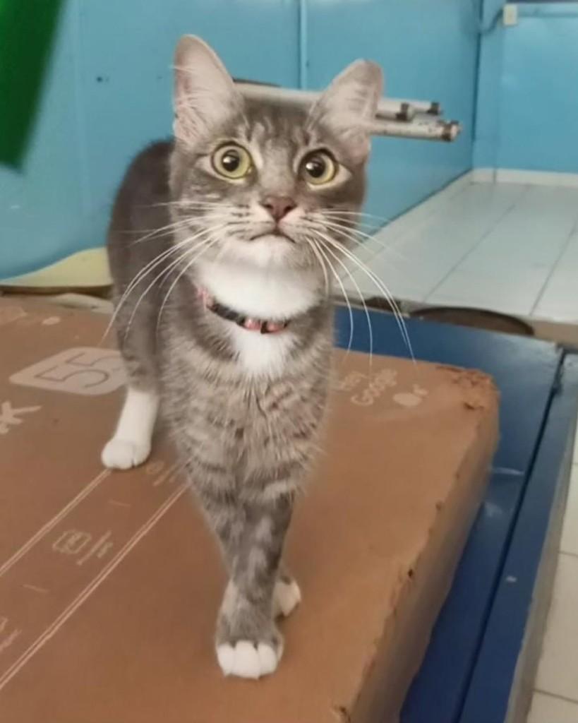 Lupita, gata de porte pequeno para adoção em Rio de Janeiro - RJ