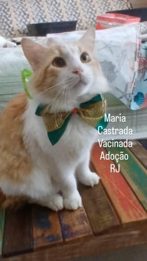 Maria, gata de porte pequeno para adoção em Rio de Janeiro - RJ