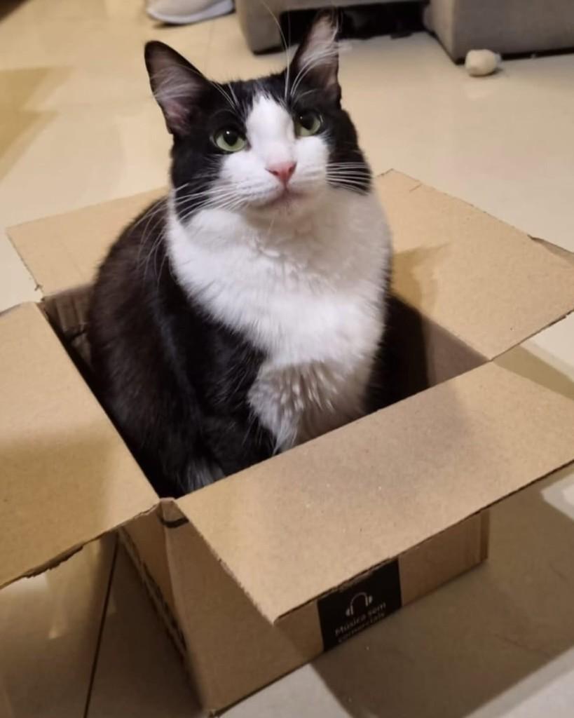 Melissa, gata de porte pequeno para adoção em Rio de Janeiro - RJ
