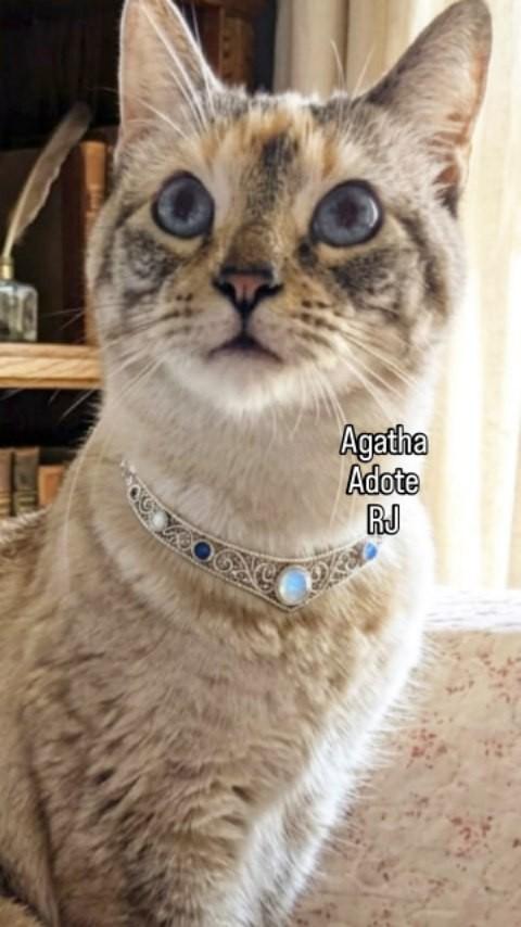 Agatha, gata de porte médio para adoção em Rio de Janeiro - RJ