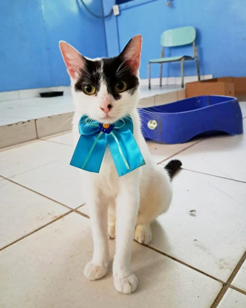 Saori, gata de porte pequeno para adoção em Rio de Janeiro - RJ
