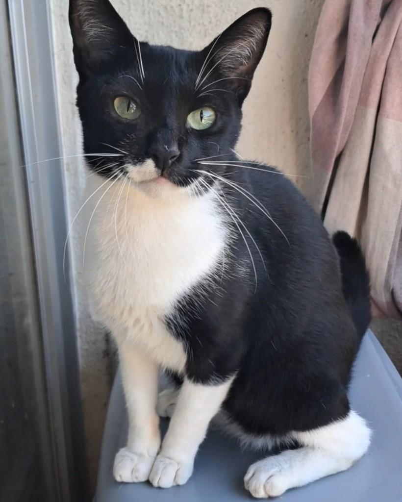 Lord, gato de porte pequeno para adoção em Rio de Janeiro - RJ