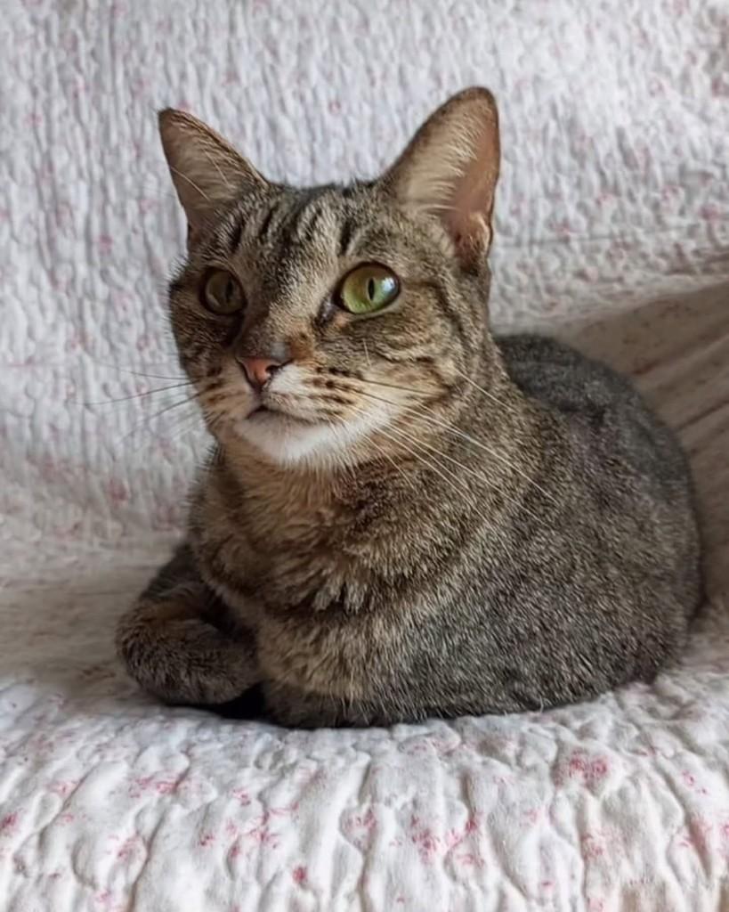 Laurinha, gata de porte pequeno para adoção em Rio de Janeiro - RJ