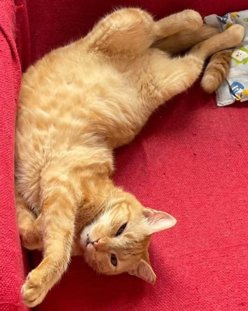 Dante, gato para adoção em Rio de Janeiro - RJ