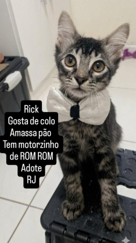 Rick, gato de porte pequeno para adoção em Rio de Janeiro - RJ
