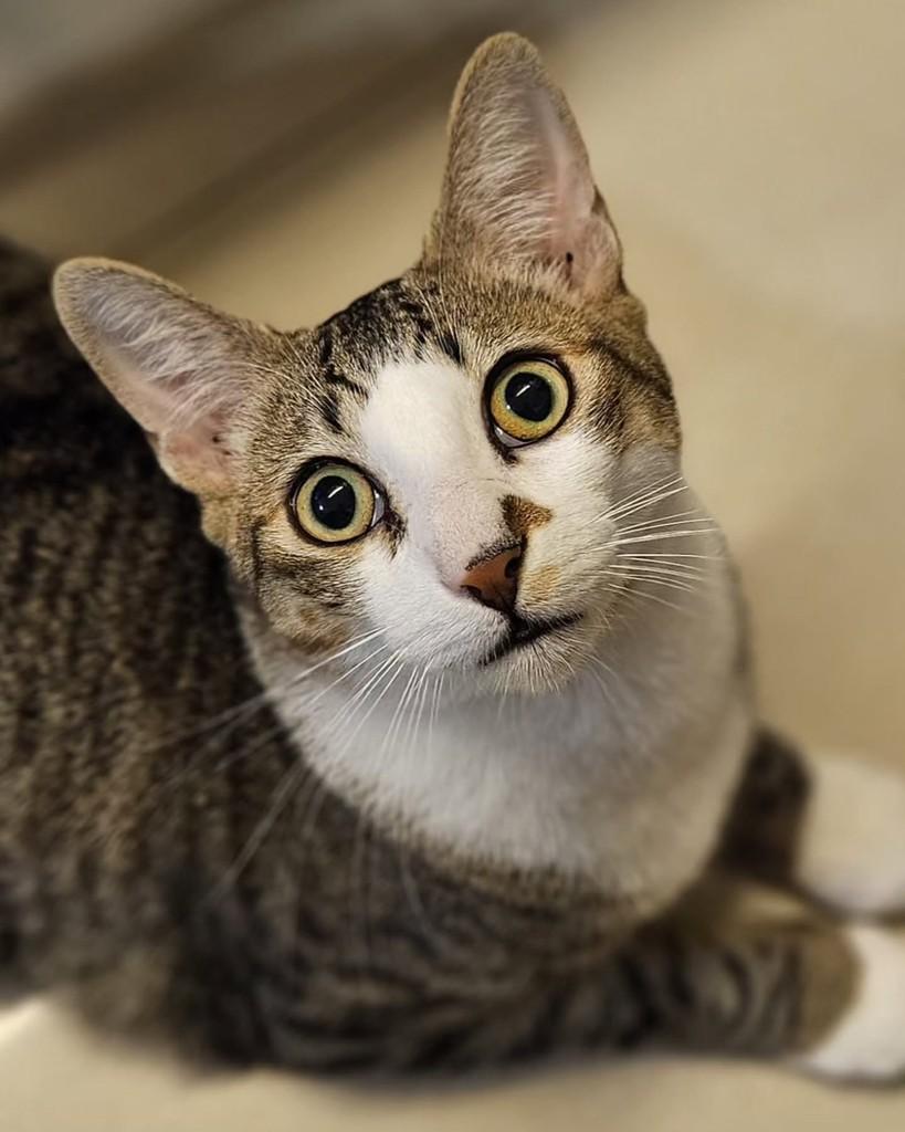 Theo, gato de porte médio para adoção em Rio de Janeiro - RJ