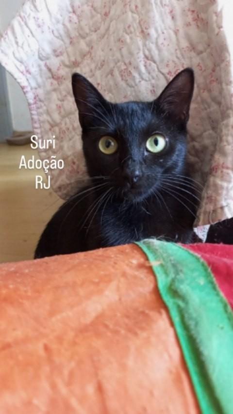 Suri, gata de porte pequeno para adoção em Rio de Janeiro - RJ