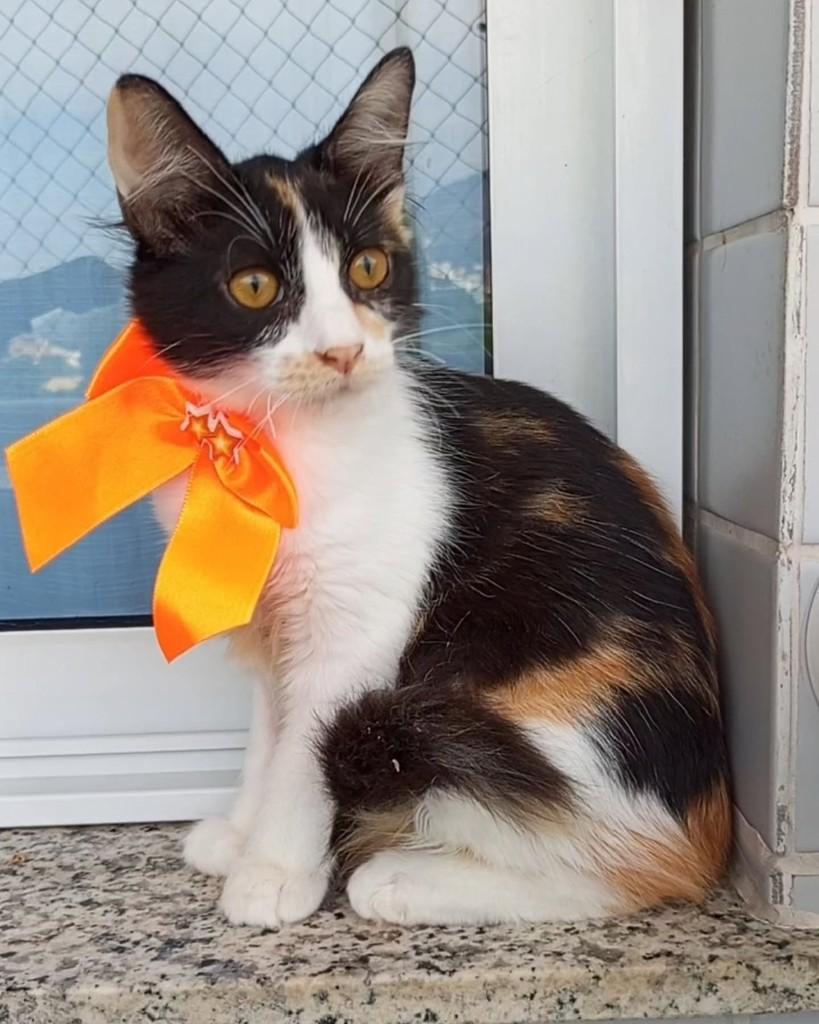 Chanel, gata de porte pequeno para adoção em Rio de Janeiro - RJ
