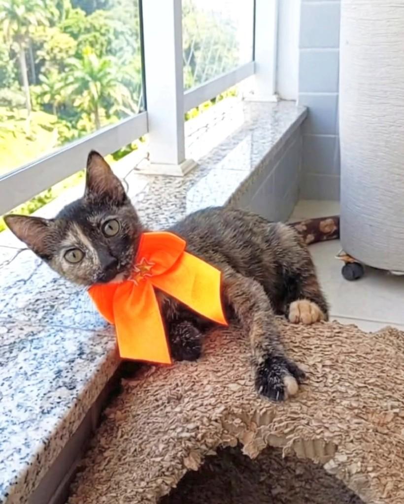 Charlotte, gata de porte pequeno para adoção em Rio de Janeiro - RJ