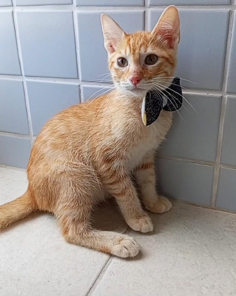 Cadu, gato de porte pequeno para adoção em Rio de Janeiro - RJ
