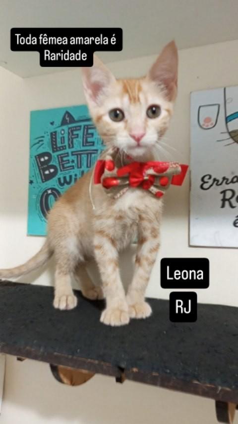 Leona, gato de porte pequeno para adoção em Rio de Janeiro - RJ