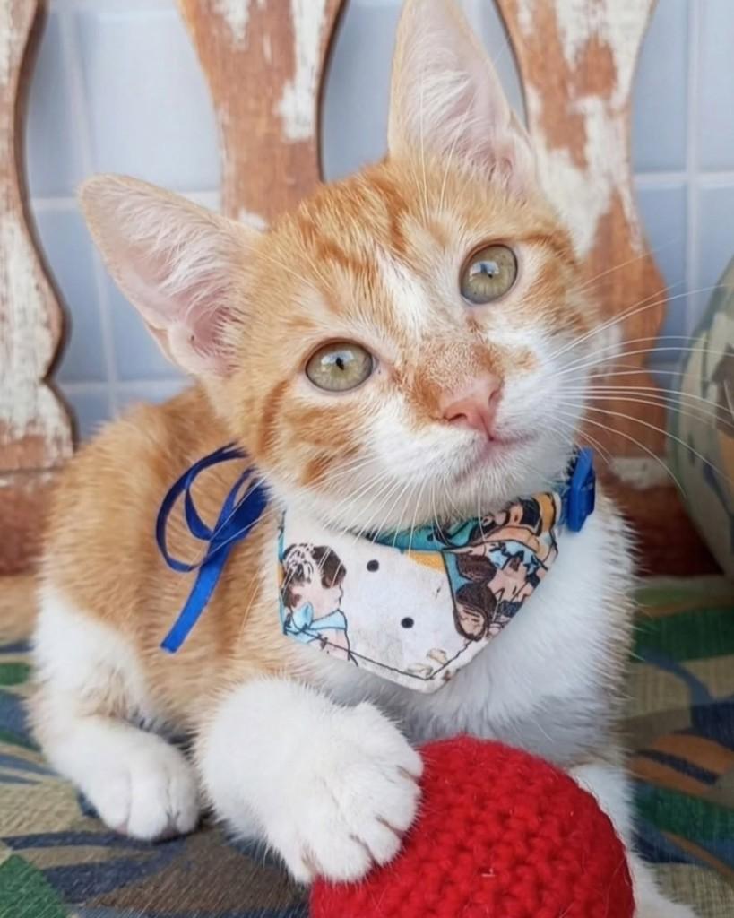 Clark, gato de porte pequeno para adoção em Rio de Janeiro - RJ