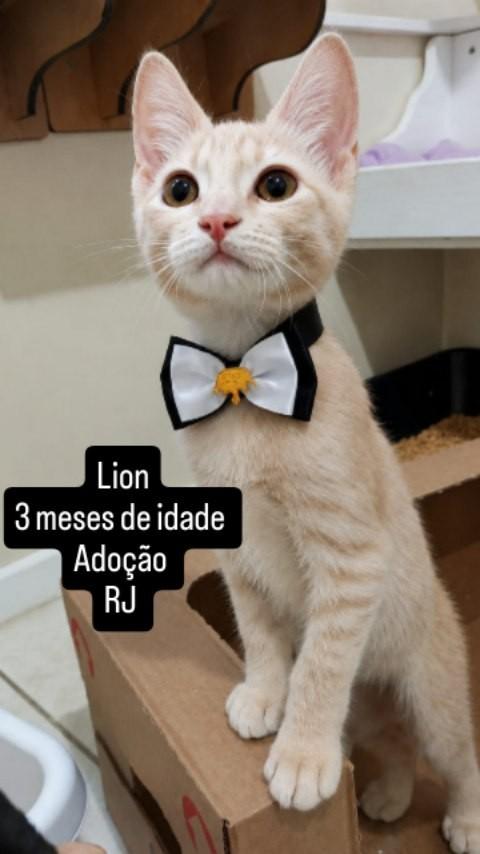 Lion, gato de porte pequeno para adoção em Rio de Janeiro - RJ