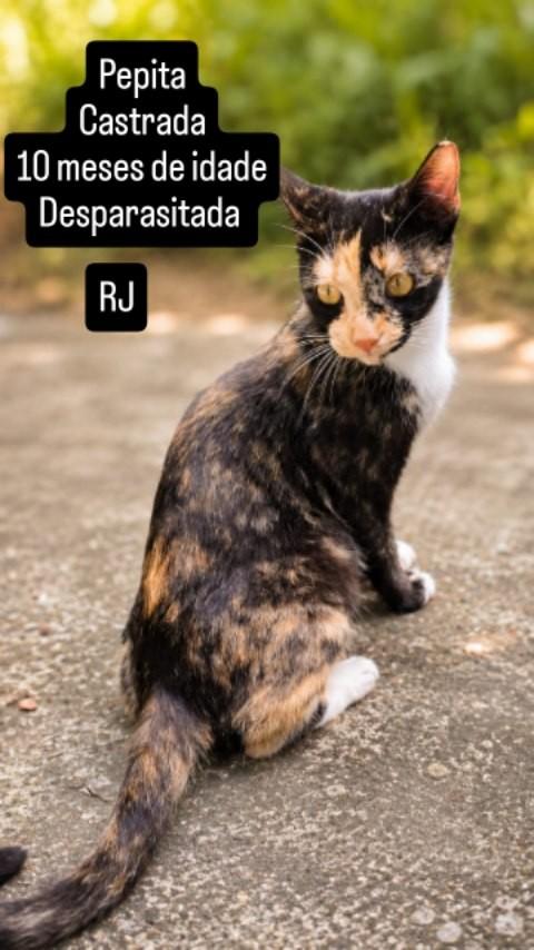 Pepita, gata de porte pequeno para adoção em Rio de Janeiro - RJ