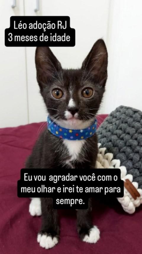 Leo, gato de porte pequeno para adoção em Rio de Janeiro - RJ