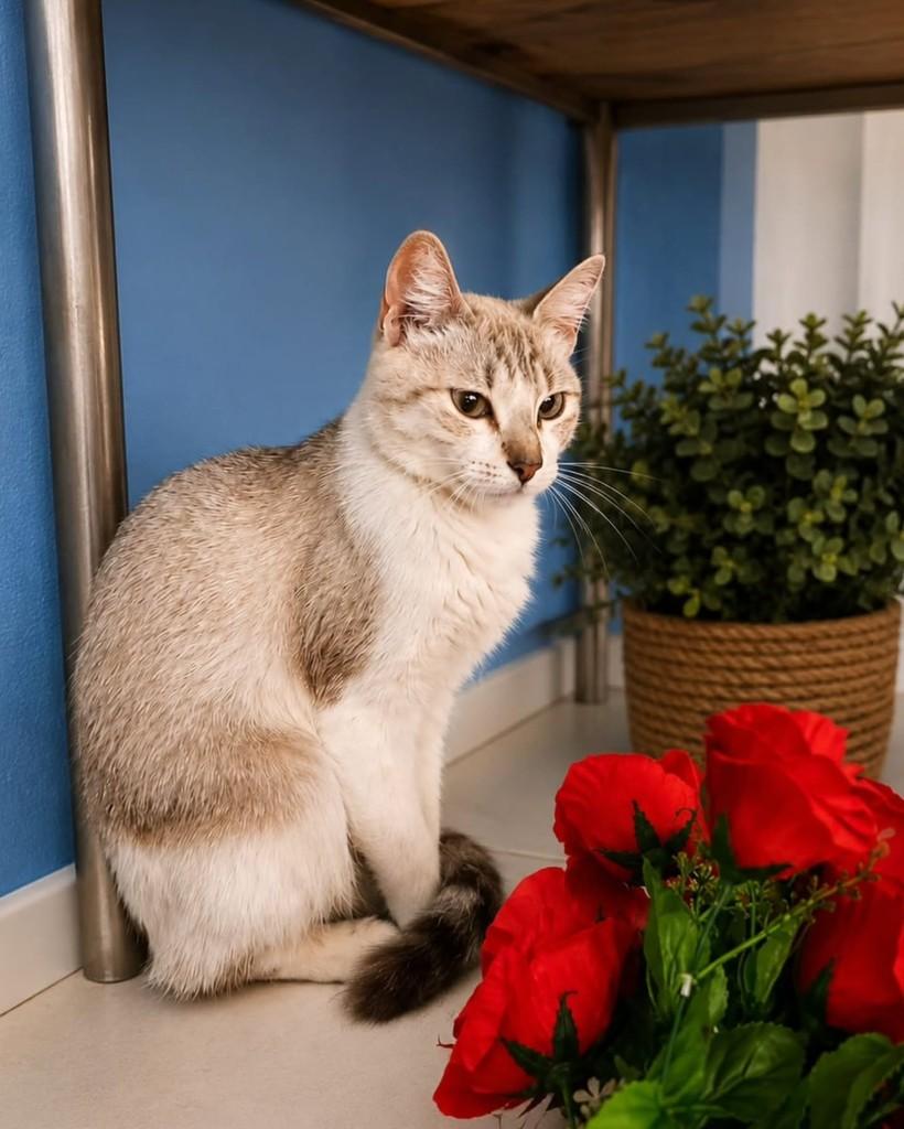 Johnny, gato de porte médio para adoção em Rio de Janeiro - RJ