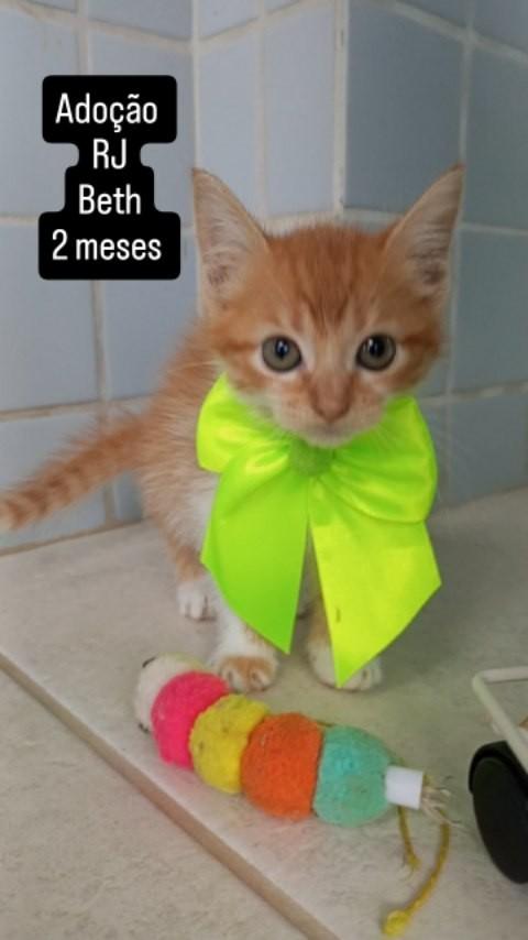 Beth, gato de porte pequeno para adoção em Rio de Janeiro - RJ