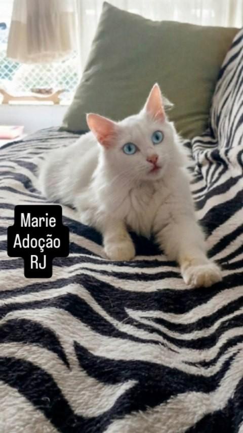 Marie, gato de porte pequeno para adoção em Rio de Janeiro - RJ