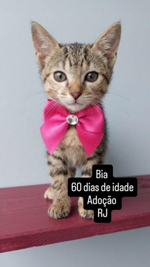 Bia, gato de porte pequeno para adoção em Rio de Janeiro - RJ