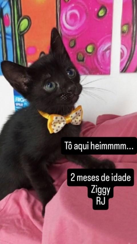 Ziggy, gato de porte pequeno para adoção em Rio de Janeiro - RJ