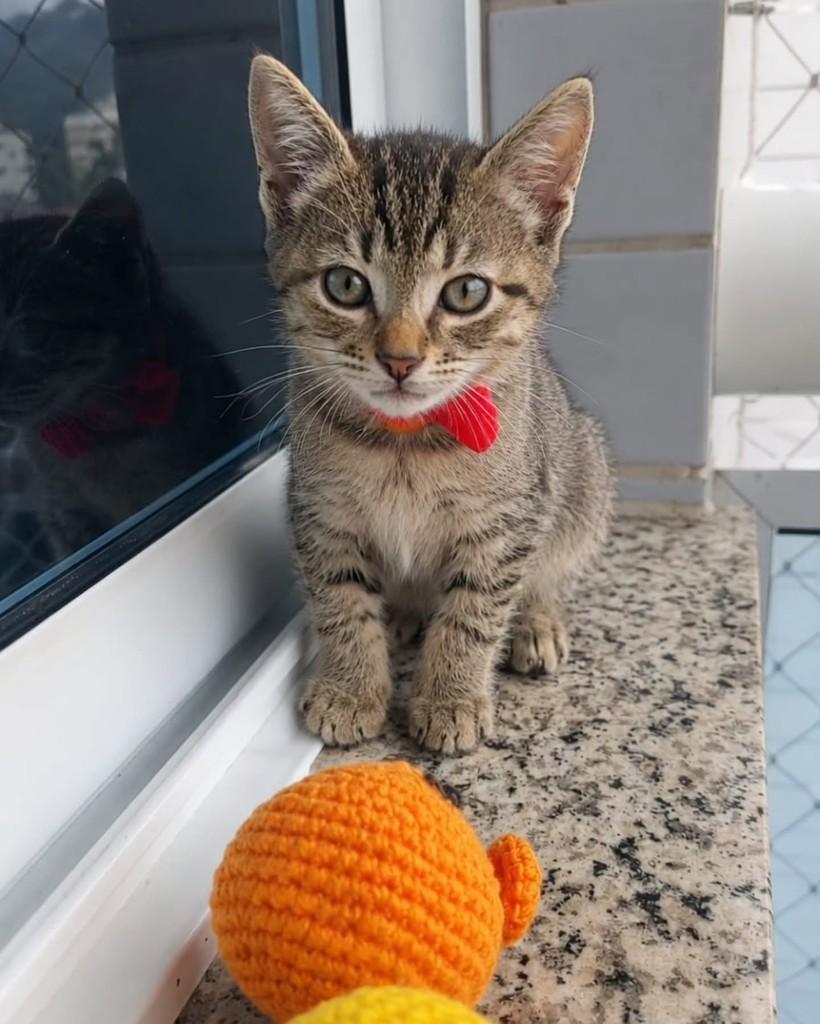 Bebel, gato de porte pequeno para adoção em Rio de Janeiro - RJ