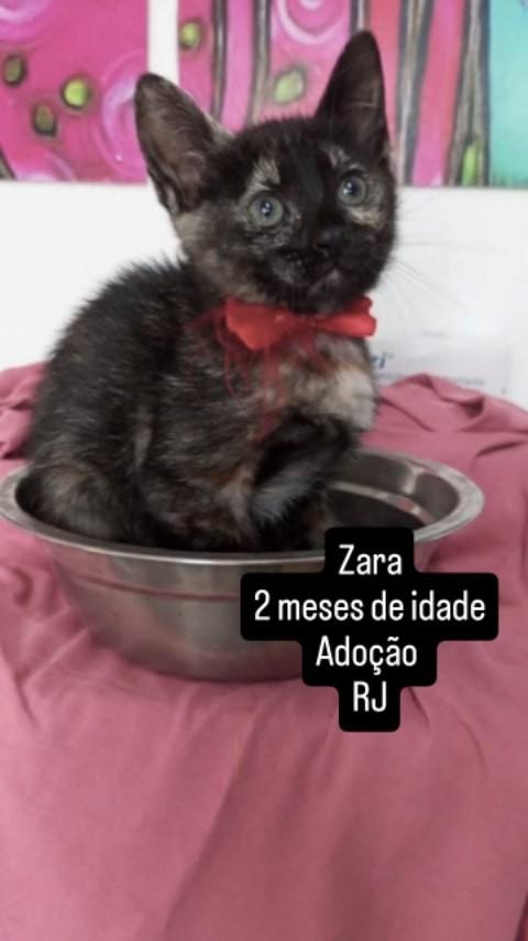 Zara, gata de porte pequeno para adoção em Rio de Janeiro - RJ