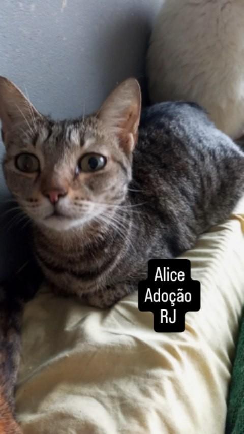 Alice, gata de porte pequeno para adoção em Rio de Janeiro - RJ