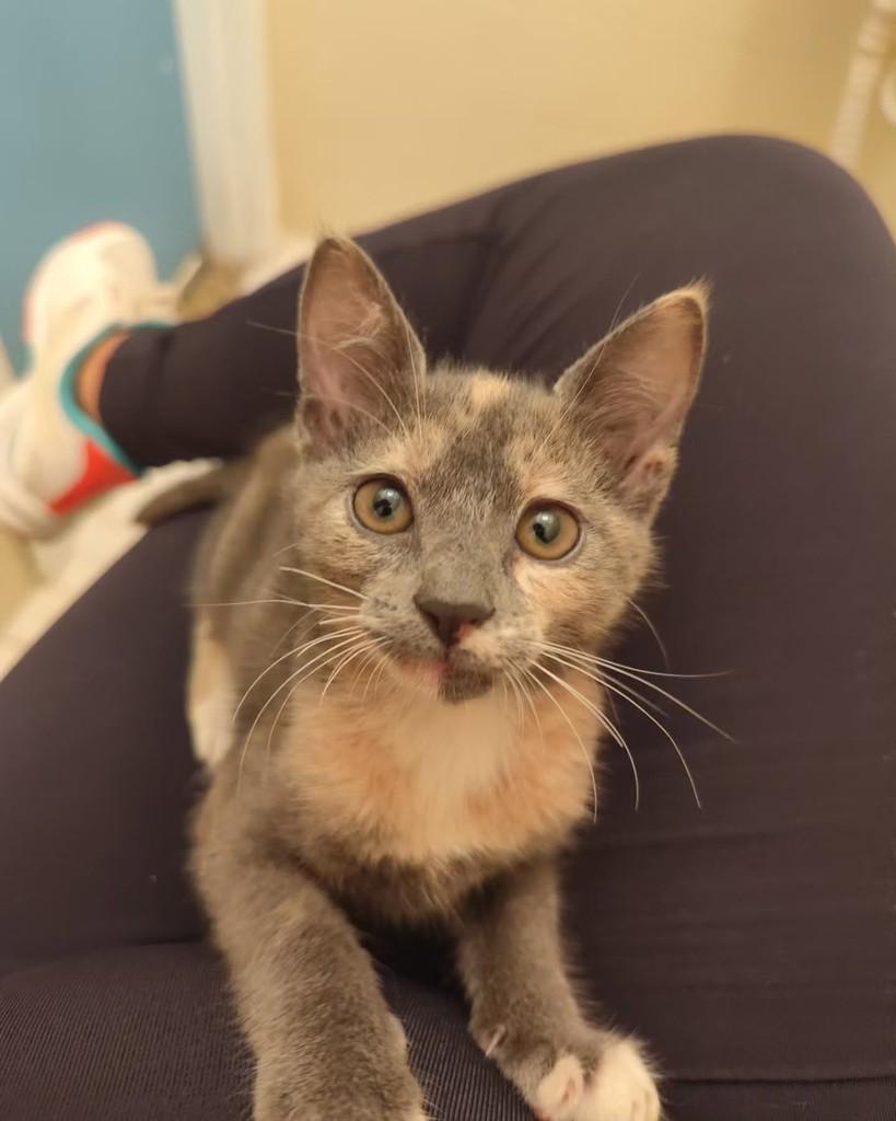 Zoey, gata de porte pequeno para adoção em Rio de Janeiro - RJ