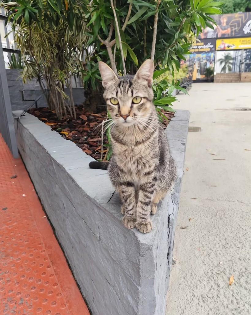 Tigrinho, gato de porte pequeno para adoção em Rio de Janeiro - RJ