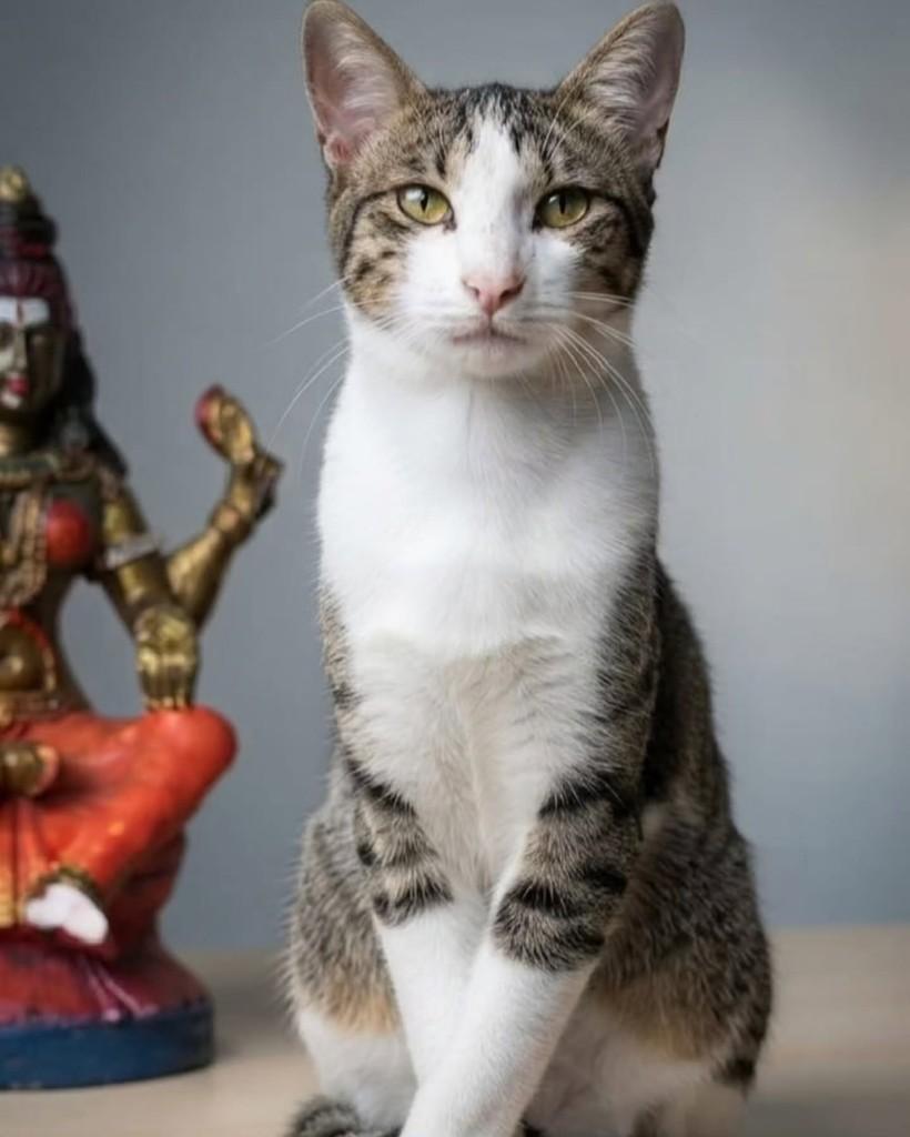 Salim, gato de porte médio para adoção em Rio de Janeiro - RJ