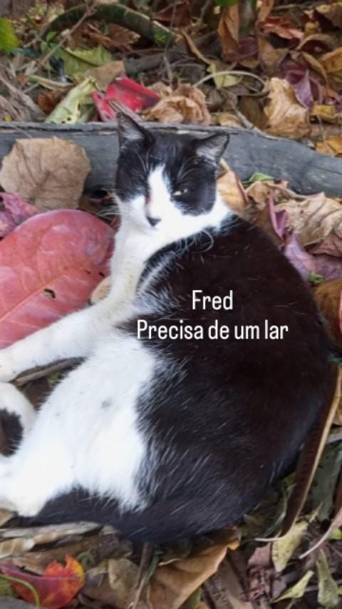 Fred, gato de porte médio para adoção em Rio de Janeiro - RJ