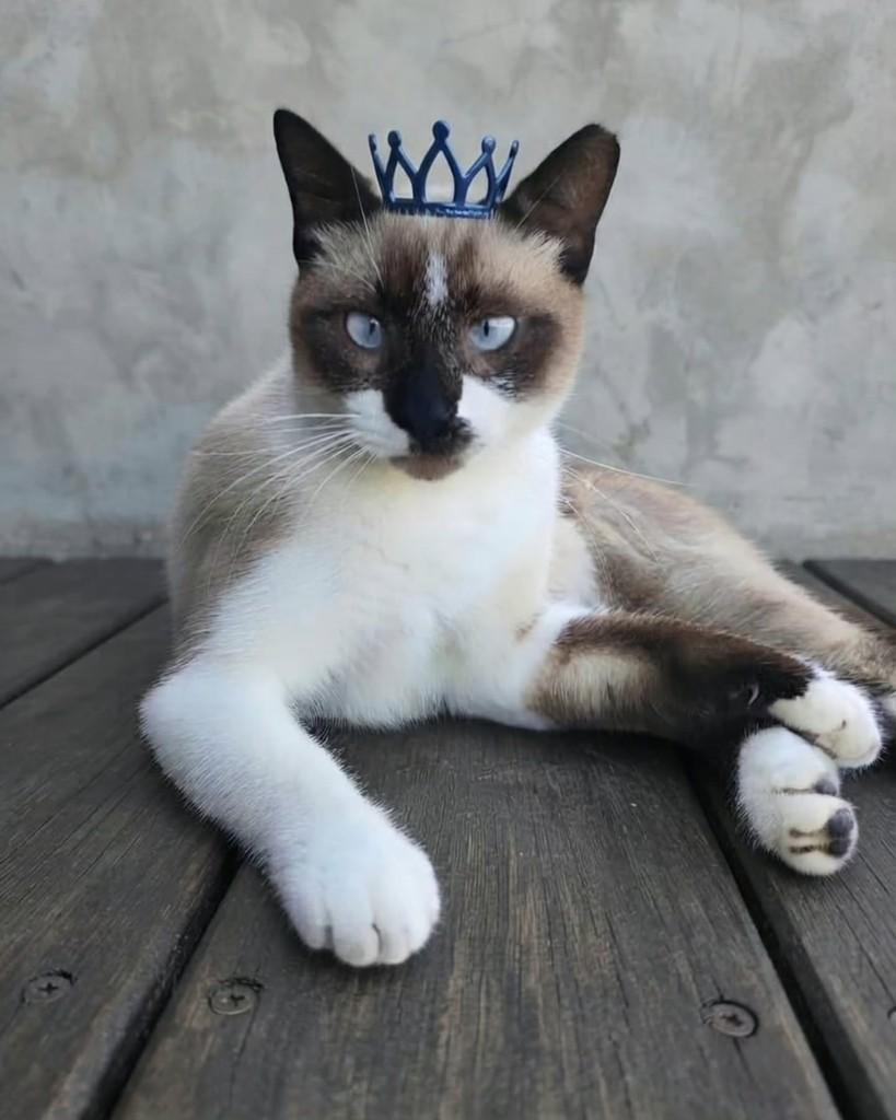 Brownie, gato de porte médio para adoção em Rio de Janeiro - RJ